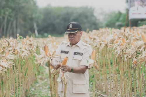 Panen Raya Jagung Pipil, Bupati : Pertahankan dan Perluas